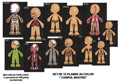 planse-corpul-nostru
